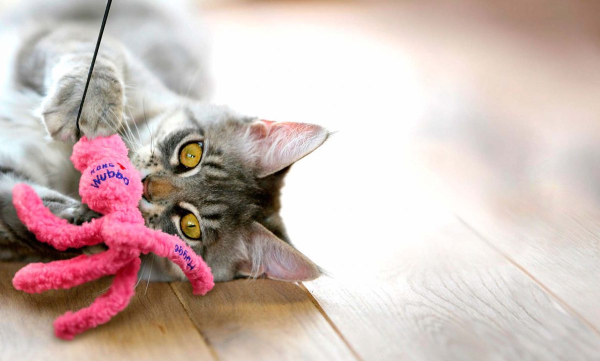 Gatos De Juguete Que Parecen De Verdad
